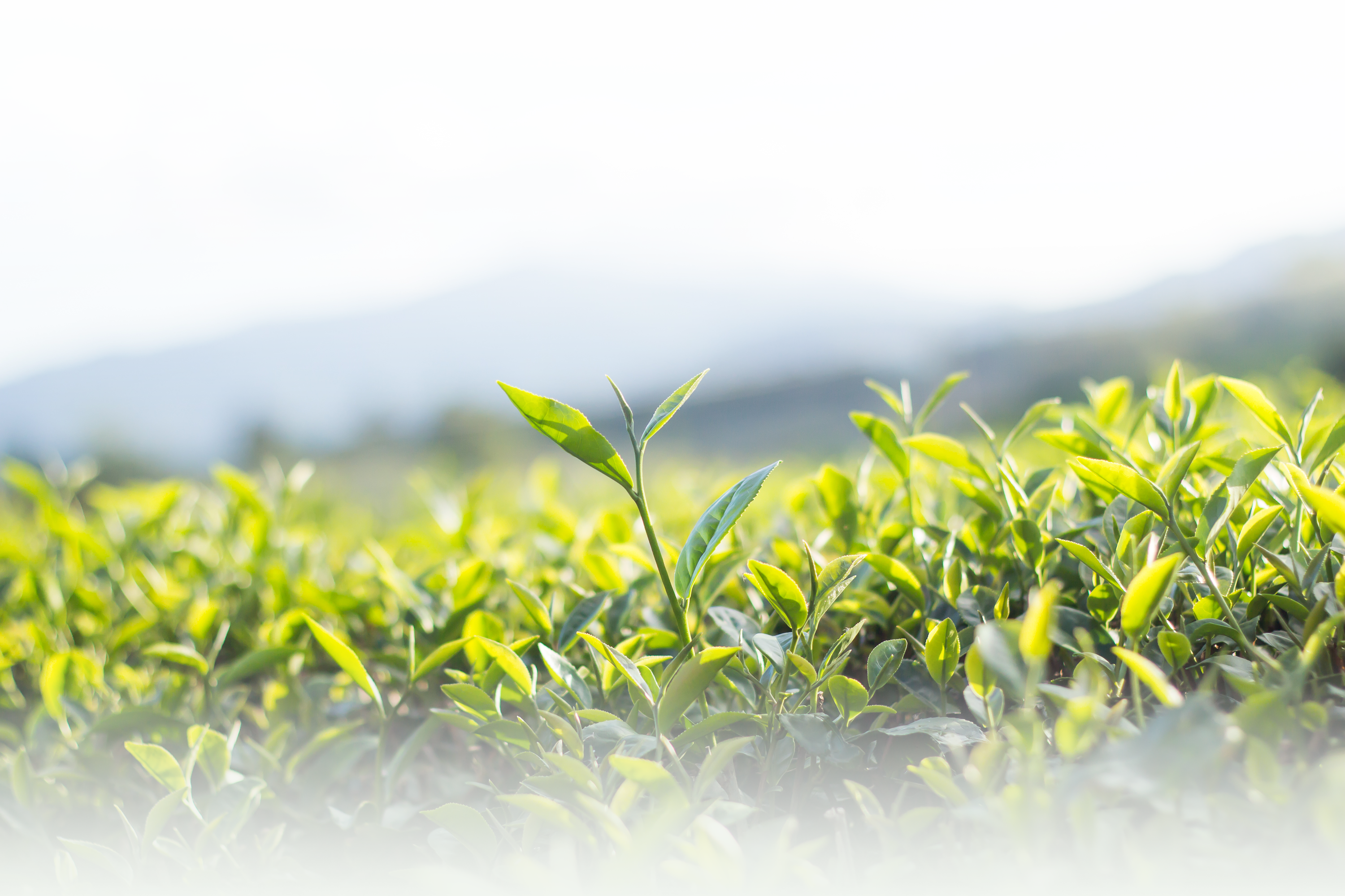 greentea_field